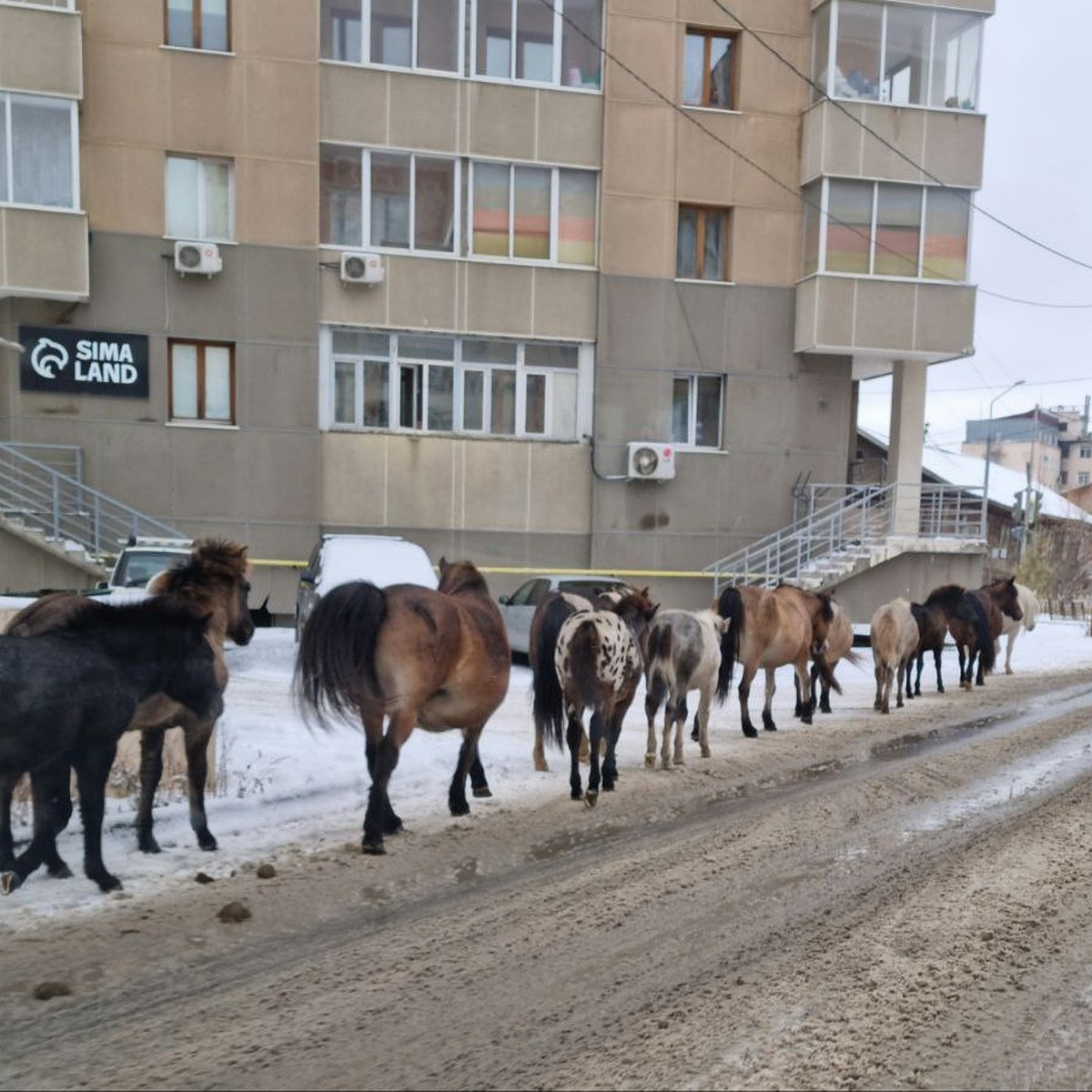 Лошади инспектируют качество дорог». В Якутске табун проскакал по  свежеотремонтированному проспекту - KP.RU