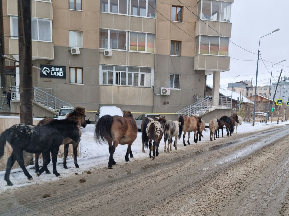 Лошади инспектируют качество дорог». В Якутске табун проскакал по  свежеотремонтированному проспекту - KP.RU