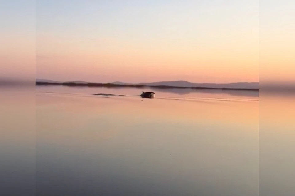 Взросла косатка с двумя детенышами зашла в Амур из Охотского моря