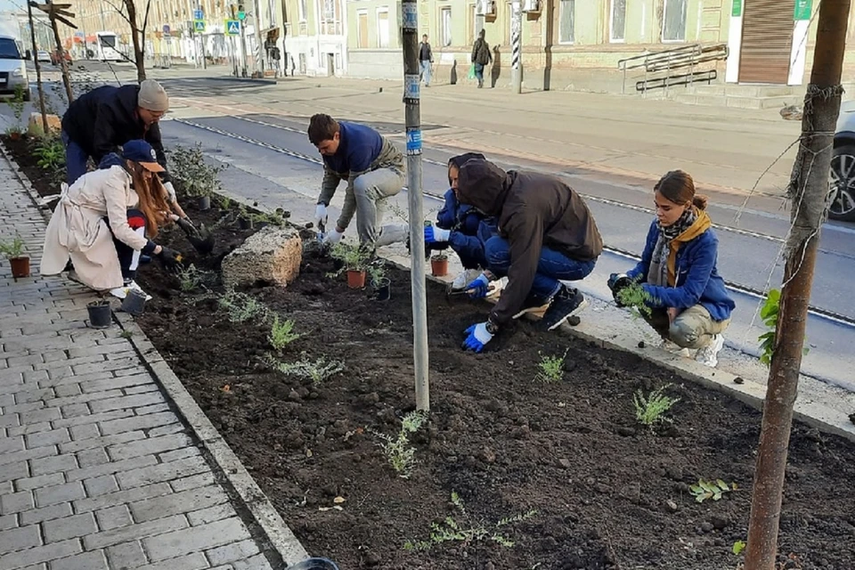 В Ростове активисты в День древонасаждения высадили жимолость на Станиславского. Фото: «Урбанистика - Ростов-на-Дону».