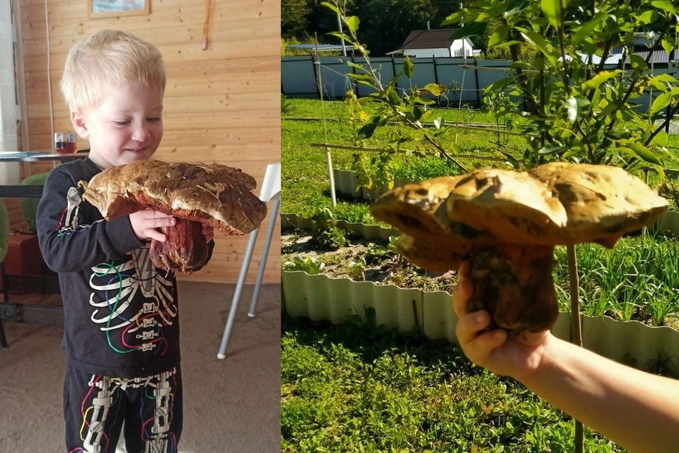 Сатанинский гриб-переросток весом в 5,5 кг нашла сибирячка в Краснодарском крае. Фото: предоставлено Любовью.