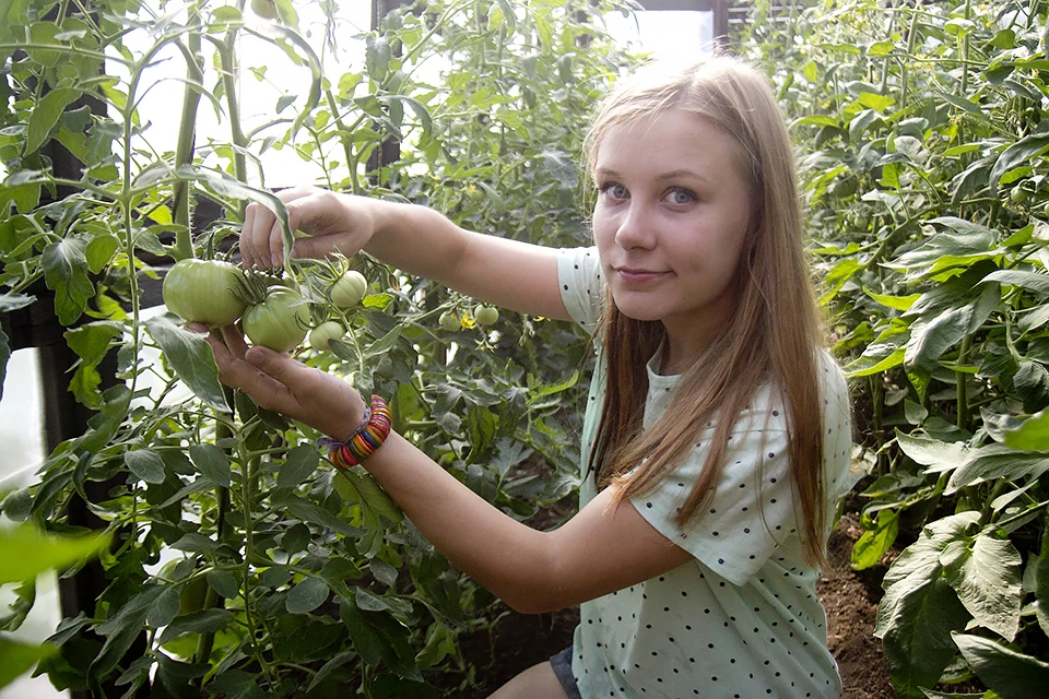 В заполярных школьных теплицах выращивают и помидоры, и даже авокадо.