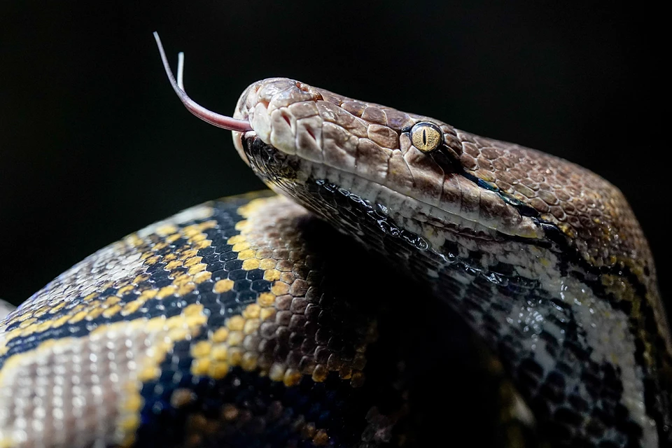 Non-venomous pythons generally prefer to feed on small animals.  But snake experts say human hunting has increased in Indonesia.