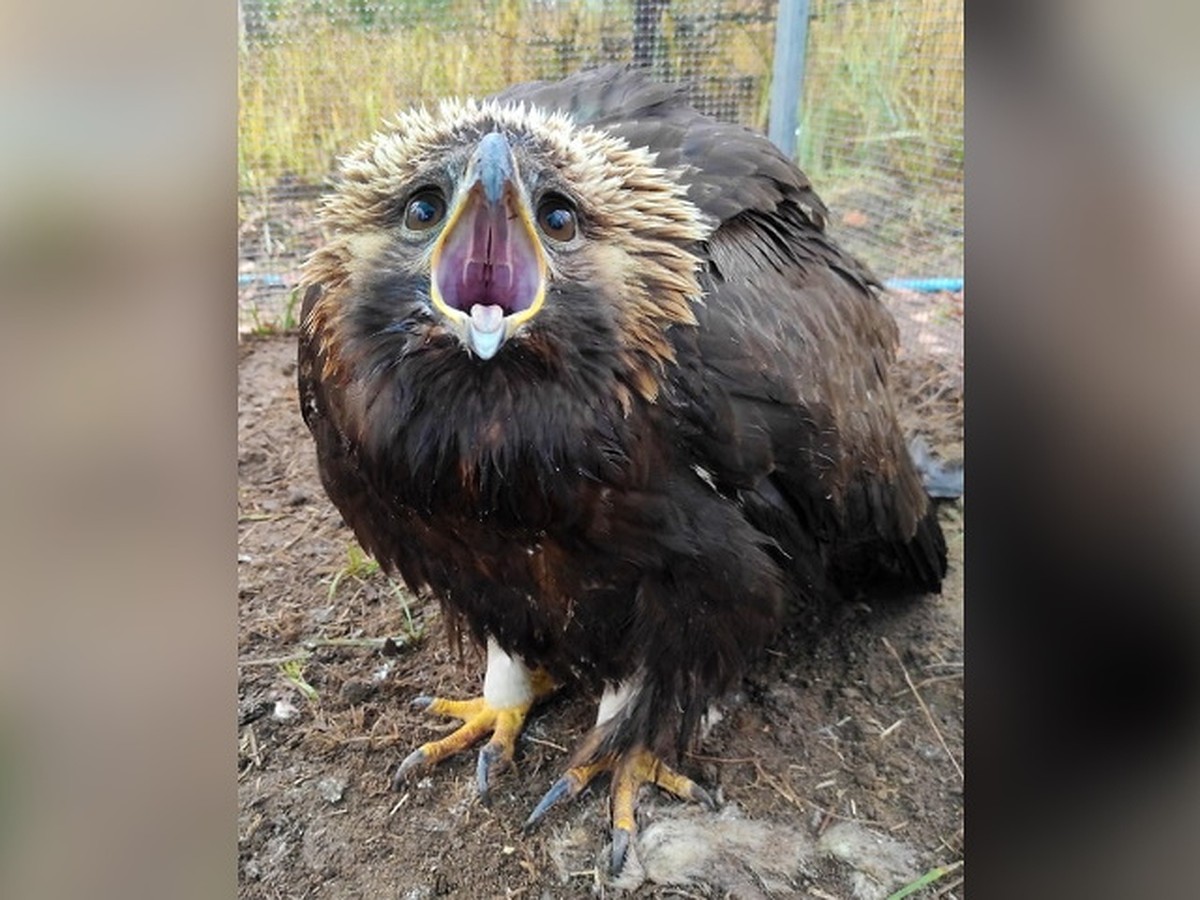 Закутали в шаль и повезли спасать: краснокнижная орлица сама прилетела к  людям за помощью в Подмосковье - KP.RU