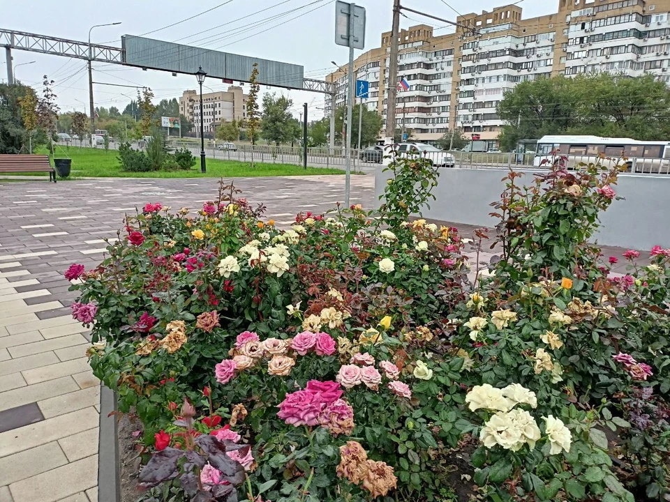 Названы самые густонаселенные и вымирающие районы Волгограда