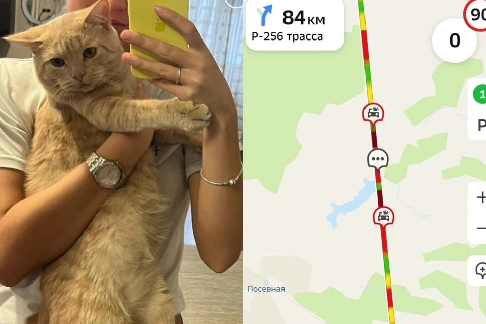 Кот потерялся на трассе недалеко от Черепаново
