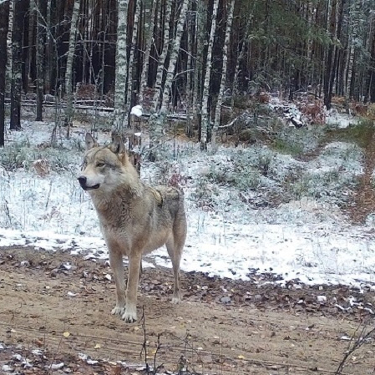 Как волки спасают оленей от ДТП