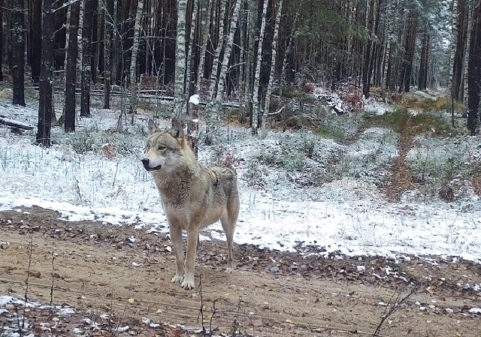 Волки вышли к местам обитания оленей. Фото: Заповедник Керженский