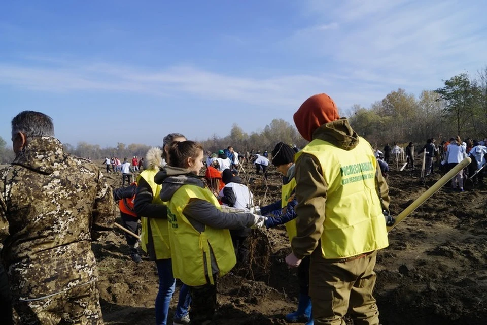 Деревья будут расти на площади почти 14 гектаров. Фото: пресс-служба Управления лесами по Адыгее