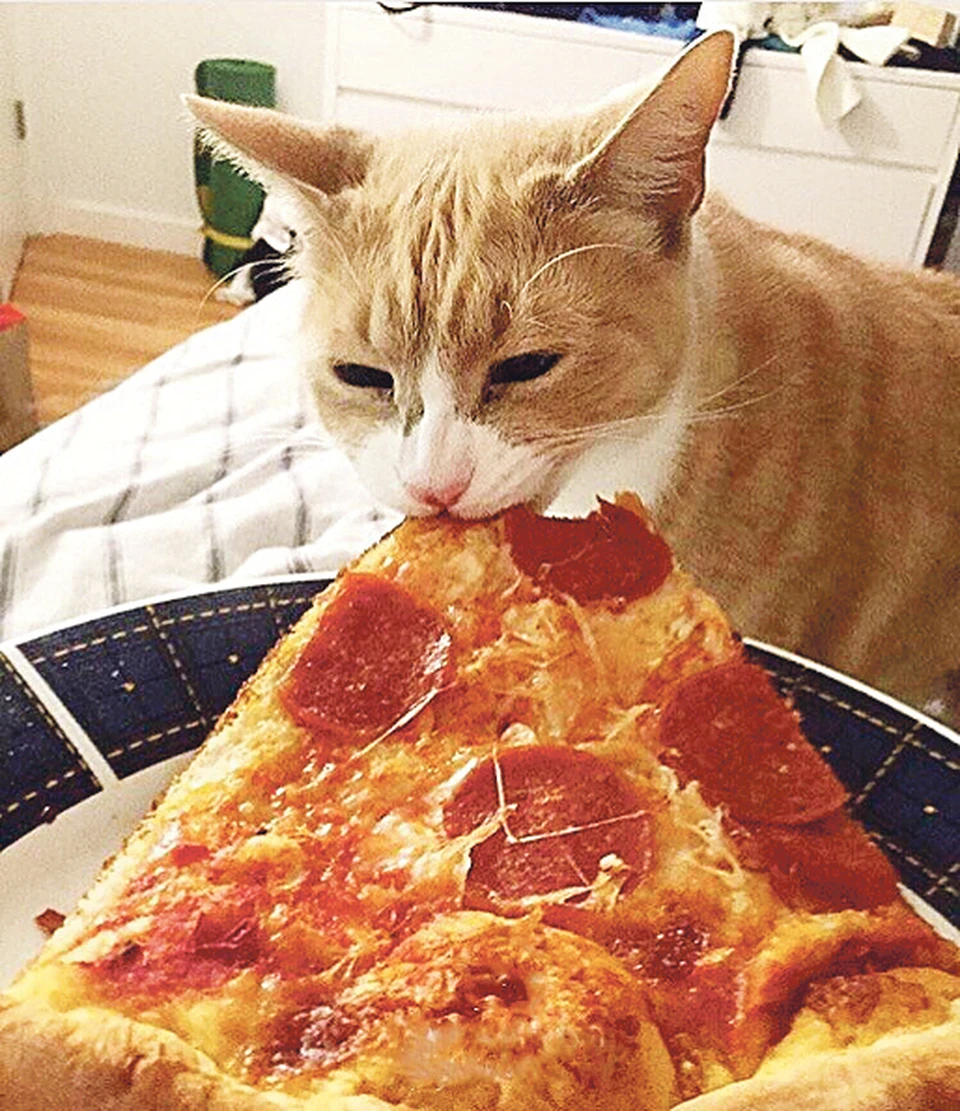 Кот ворует пиццу