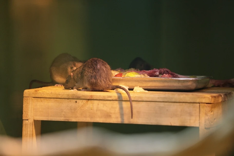 Мыши и крысы забегают в дома, чтобы согреться.