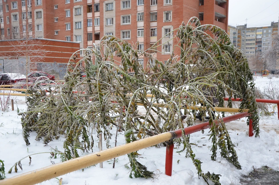 Более 70 деревьев упали в Нижнем Новгороде из-за ледяного дождя