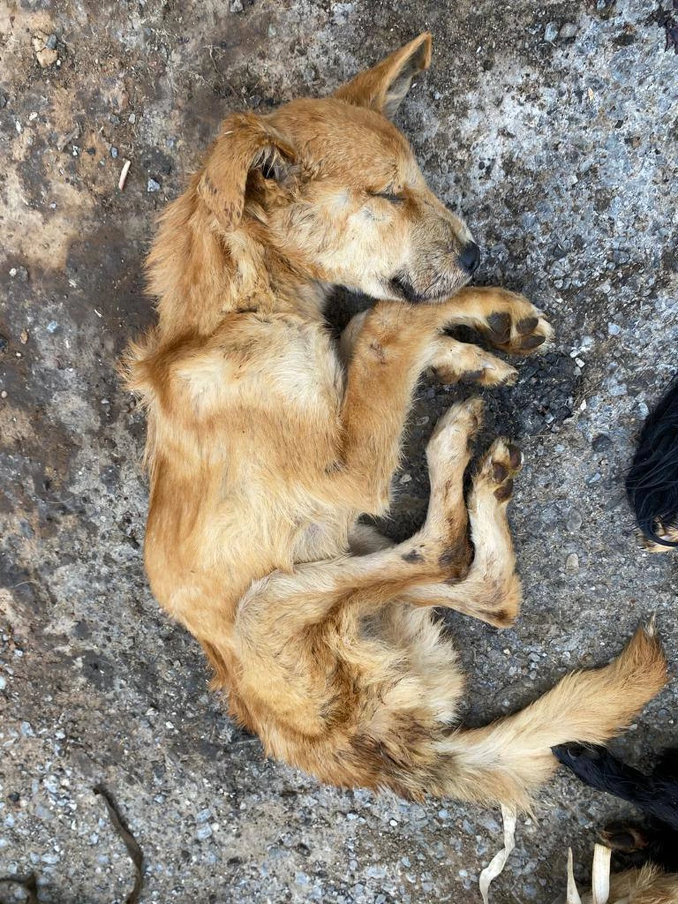 Астраханская полиция расследует зверское убийство 60 собак
