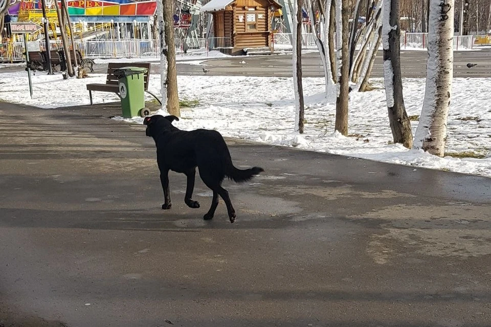 Собаки живут на территории городского парка. Фото портала Сахалин. онлайн