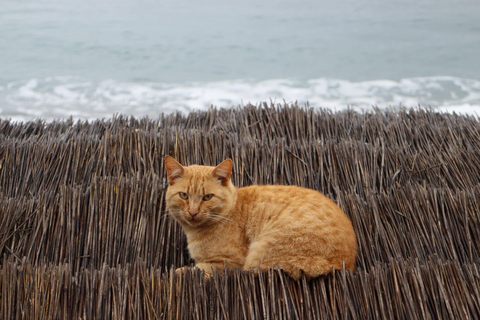 Котам осенью грустно.