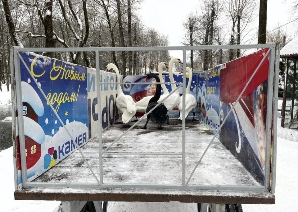 Лебеди из «Лопатинского сада» в Смоленске отправились на зимовку. Фото: пресс-служба ЦПКиО «Лопатинский сад».