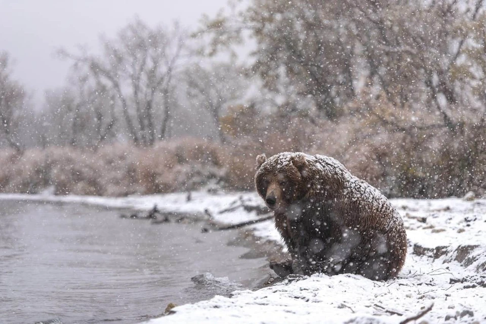 Гибель медвежат вызывает много вопросов. Фото: Кроноцкий заповедник.