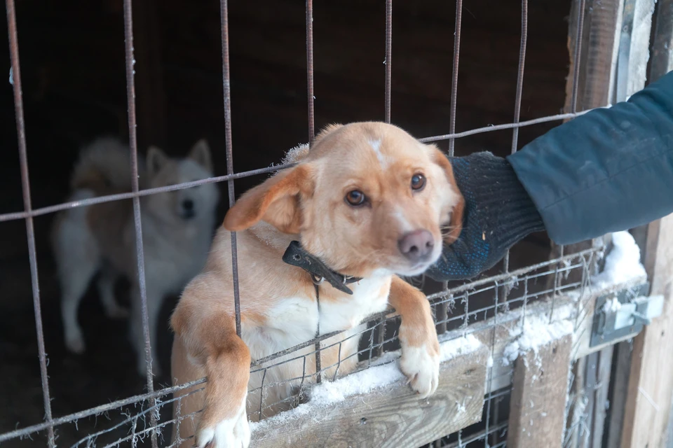 В Красноярском крае с начала года собаки покусали почти 3,5 тысячи человек