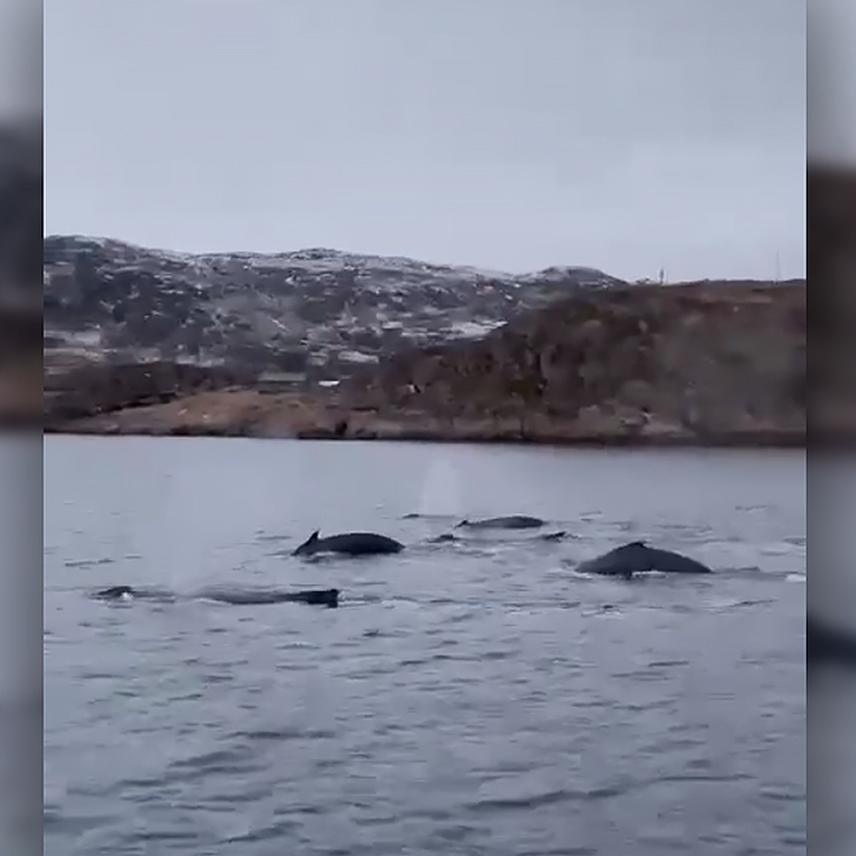 Безумная красота! В Териберке запечатлели на видео стаю китов - KP.RU