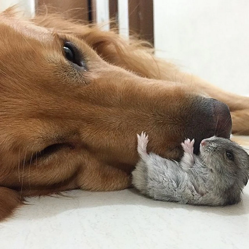 Дружба с собакой