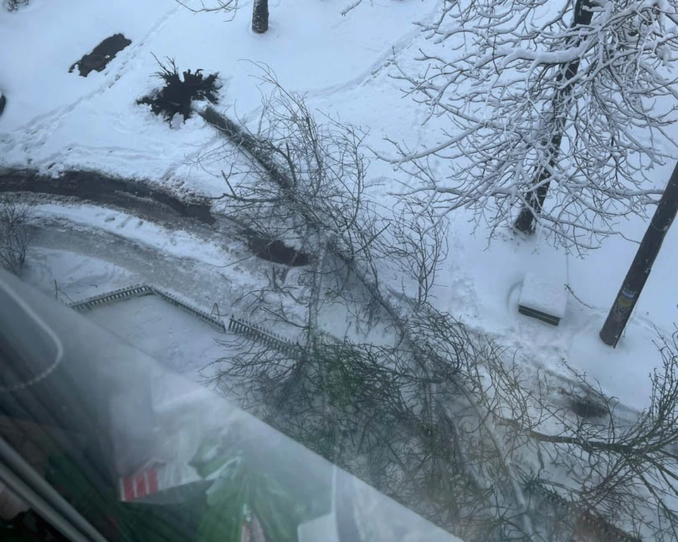 На проспекте Ленина в Туле упало дерево