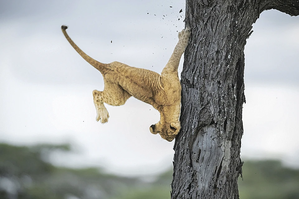 Дженнифер Хэдли (США) «Не такой уж и кошачий рефлекс» Номинация - «Лучший снимок». Фото: Comedy Wildlife Photo Awards