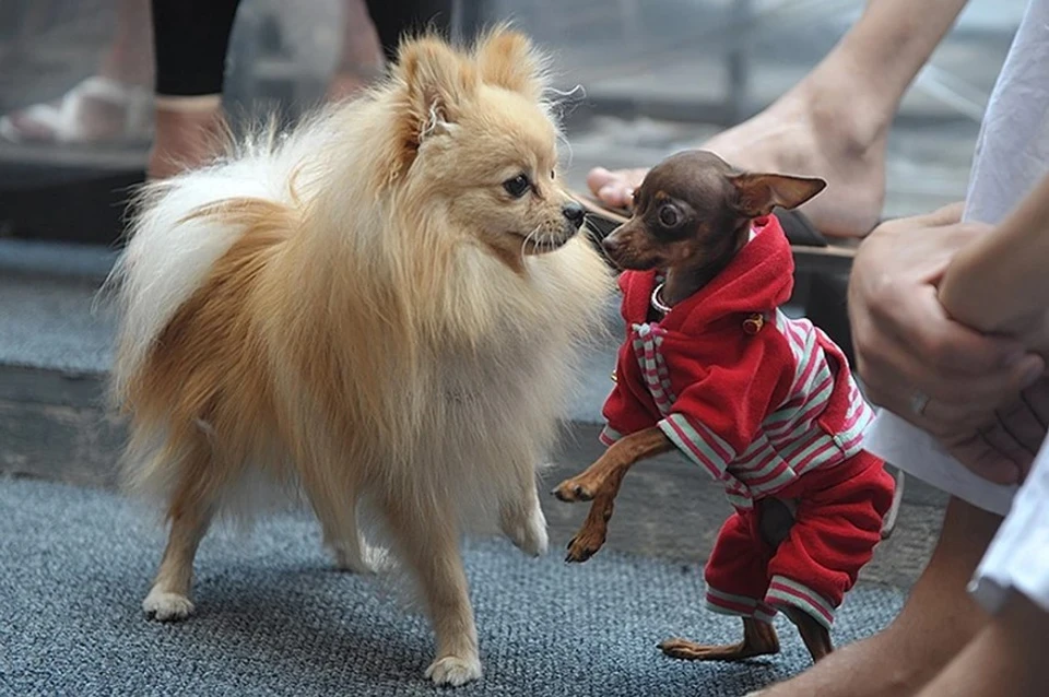 Названа самая популярная у москвичей порода собак