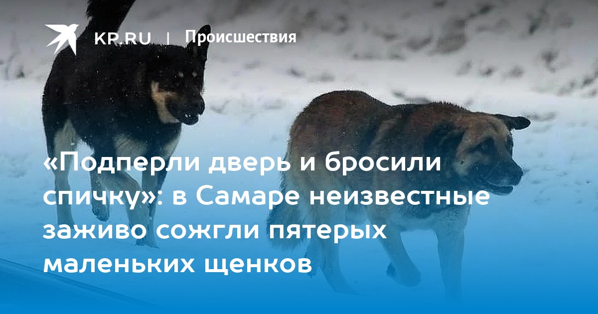 Песня она не придет ее разорвали собаки. В бурятии стая собак разорвала ребенка. бездомные собаки бурятия. собаки растерзали ребенка. собака в иркутске которая разодрала детей.