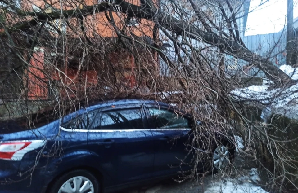 В Смоленске деревья упали на припаркованные автомобили. Фото: «Инцидент Смоленск» в соцсетях.