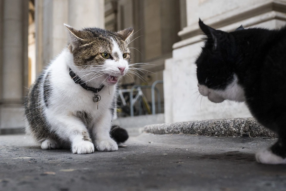 Главный мышелов кабинета премьер-министра Великобритании кот Ларри охраняет свои владения от непрошенных гостей.