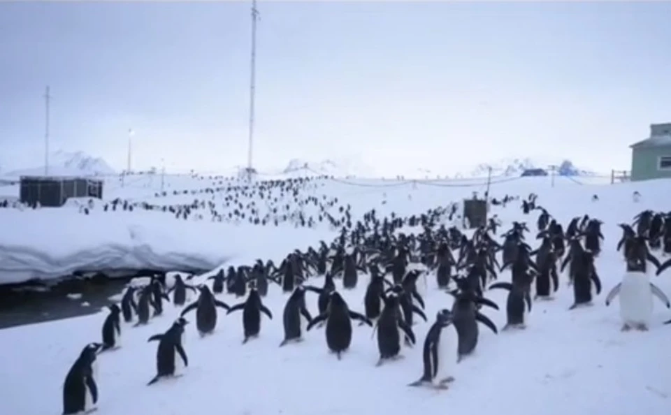 Украинские полярники строят линию обороны от пингвинов, фото: сокриншот с видео