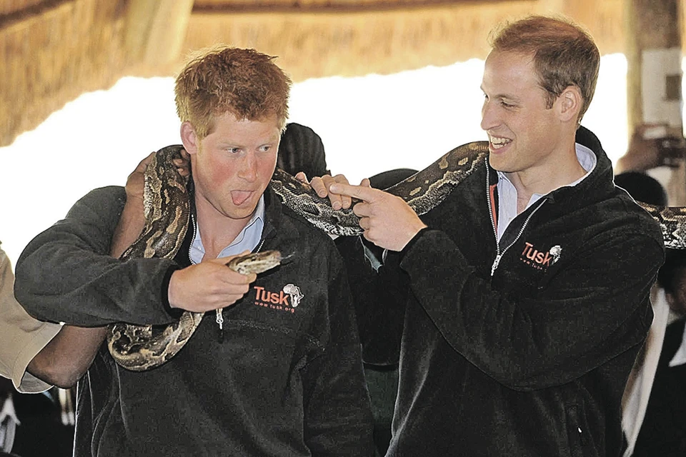 Змеиного яда Гарри (слева) на брата Уильяма вылил немало. Фото: Getty Images