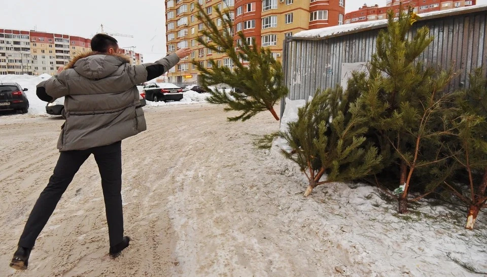 Также елки после праздников можно отвезти на фермы или в зоопарк.