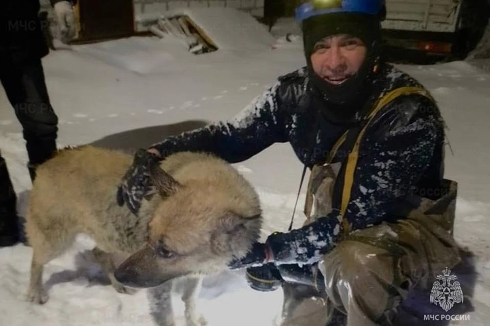 Спасатели помогли выбраться собаке из коллектора Фото: ГУ МЧС России по Тверской области