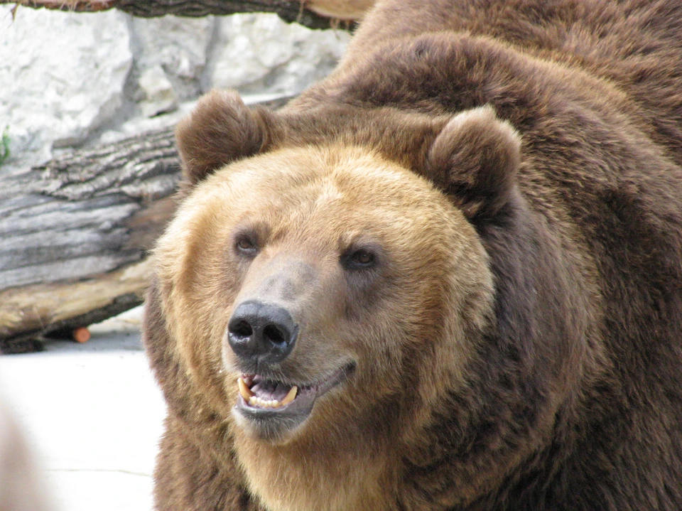 В Новосибирской области проживает более 1,5 тысяч медведей.