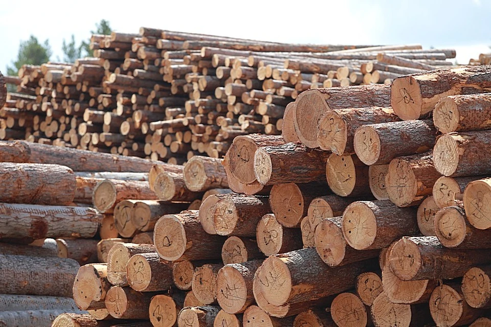 В Красноярском крае владелец лесопилки создал ОПГ, вырубил лес на 106 миллионов, избил лесничего и сжег машину пристава