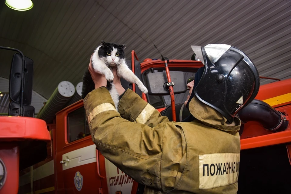 В 2018 пушистого спасли пожарные из сгоревшего склада в Мочище.