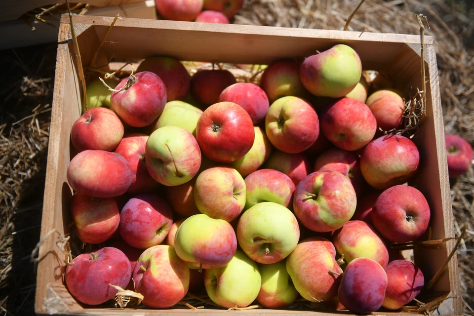 Яблок и груш в хранилищах оказалось более 15 тысяч тонн