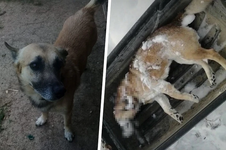 Владелец откапывал тело своего пса из сугроба. Фото: читатель «КП»