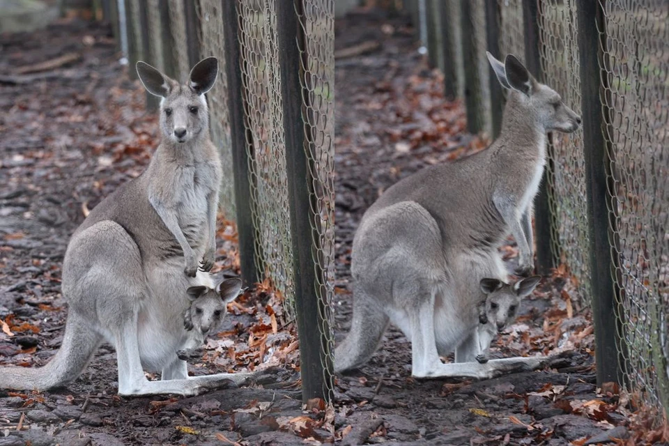 Самка кенгуру оказалась беременной. Фото: Калининградский зоопарк