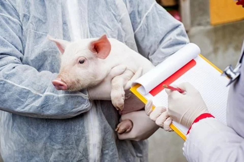В стране выявили вспышку африканской чумы свиней (Фото: aif.md).