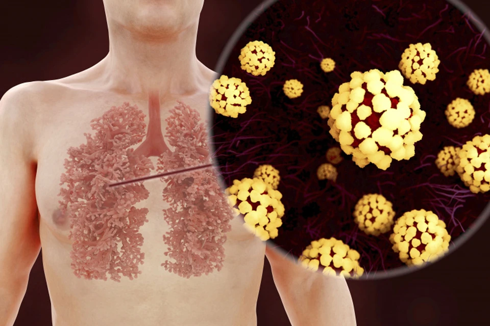 Корона вирусы заражают всё тело, их находят во всех жизненно важных органах