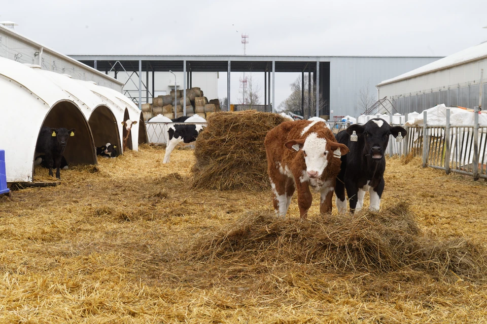 На Ставрополье сотрудник фермы украл 26 голов крупного рогатого скота на 2 млн рублей