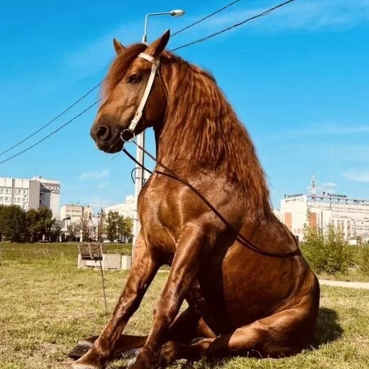 В Новосибирске продают коня-циркача за 500 тысяч рублей - KP.RU