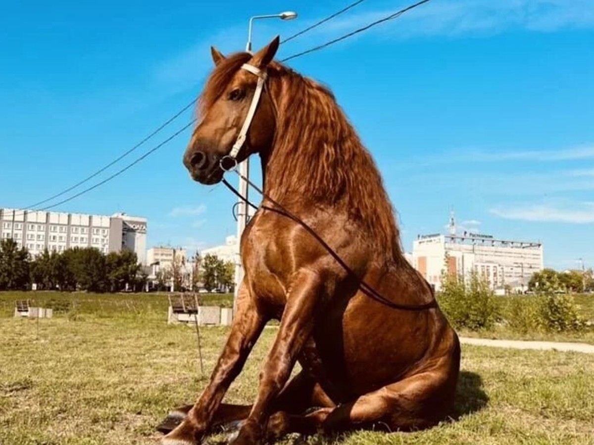 Лошадь Лев Фото