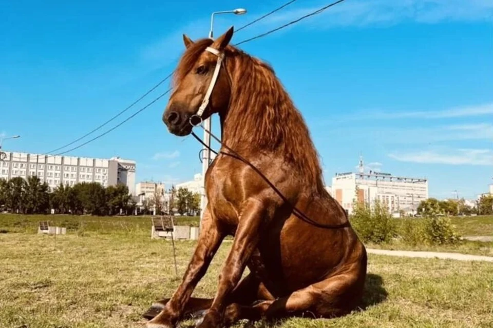 В Новосибирске продают коня-циркача за 500 тысяч рублей - KP.RU