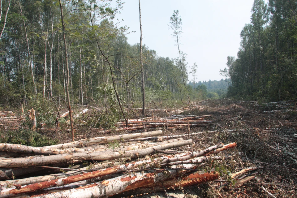 За два года банк уменьшил использование бумаги на 900 млн листов, или свыше 4,5 тысяч тонн – это позволило спасти от вырубки и переработки около 100 га леса. Фото: Людмила Баркова