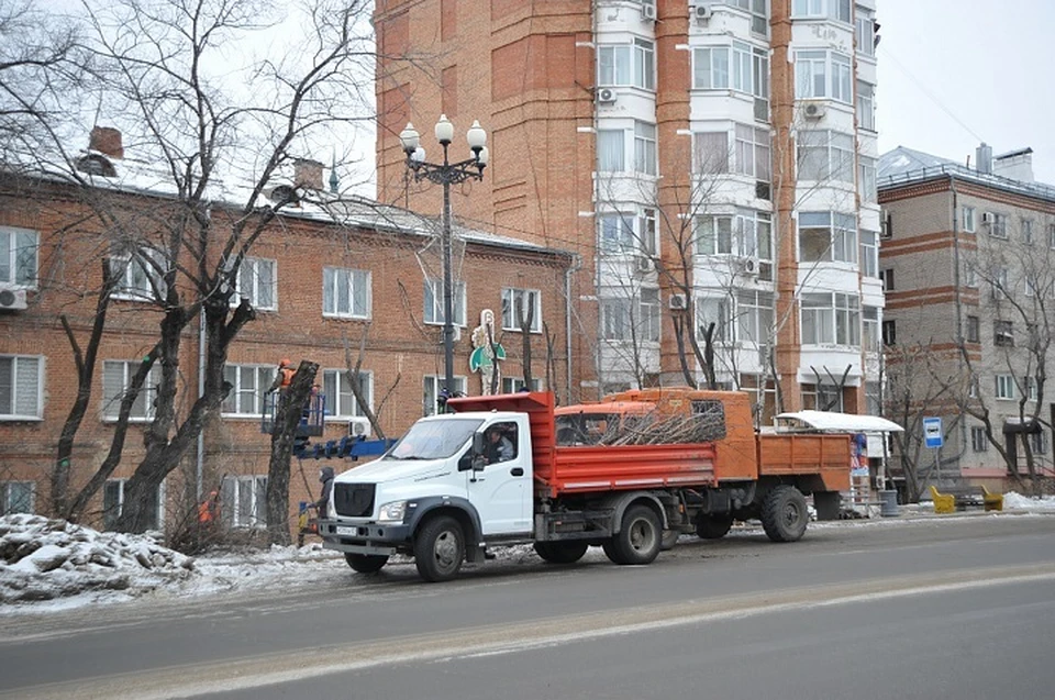 Горзеленстрой проводит обрезку деревьев на улице Ленина в Хабаровске