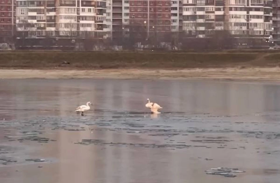 В Краснодаре спасли погибающего в реке лебедя. Фото: t.me/Klimovnews