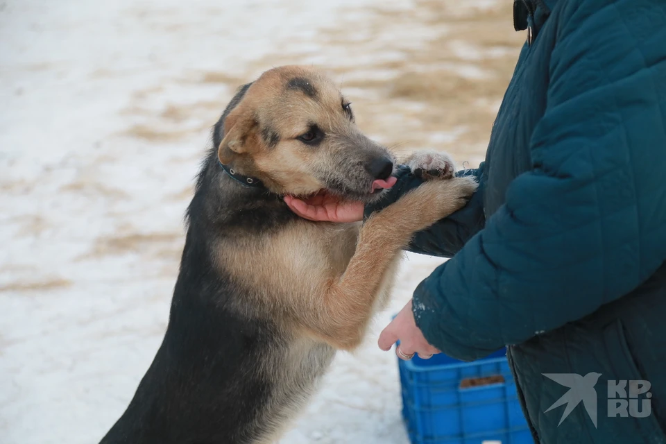 Домашних и бродячих собак Рязанской области ждет массовое чипирование.